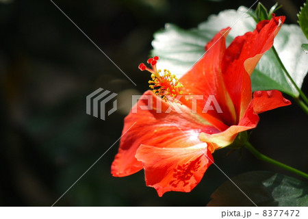 ハイビスカス 8377472