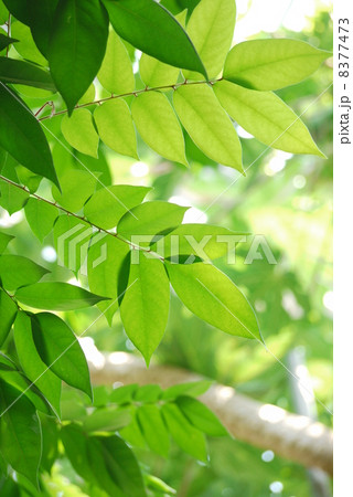 ゴレンシの葉 8377473