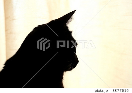 黒猫 横顔 シルエットの写真素材