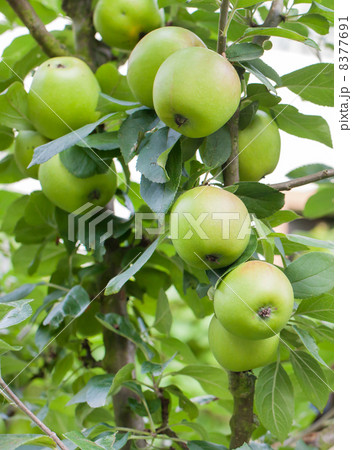 Fresh ripe green apples on tree 8377691