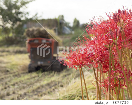 畔の彼岸花 畔の彼岸花 8377736