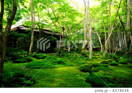 祇王寺草庵 祇王寺草庵 8378038