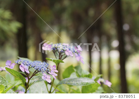 雨のあじさい 8378051
