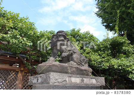 湯島天神の狛犬と青空 湯島天神の狛犬と青空 8378380