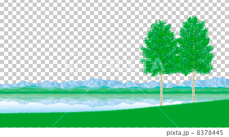 湖邊有樺木 8378445