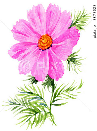 cosmos13930pix1 8378628