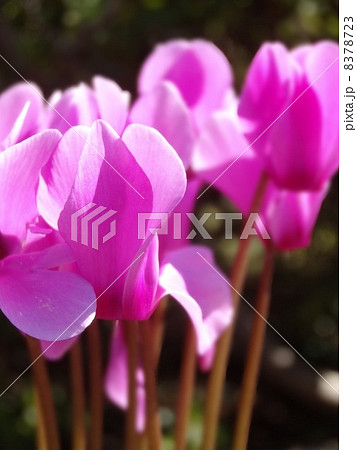 かがり火のようなシクラメンの花 かがり火のようなシクラメンの花 8378723