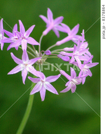 可憐なツルバキア（瑠璃二文字） 8378864