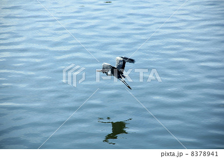 鳥 アオサギ 秋 飛び立つ 後ろ姿の写真素材 741