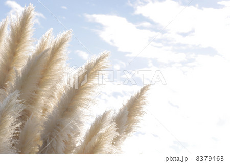 青空とシロガネヨシ　パンパスグラス 8379463