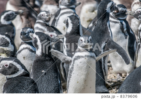 magellanic penguins magellanic penguins 8379606