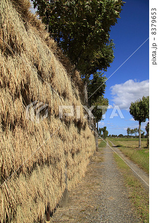 夏井のハサ木 夏井のハサ木 8379653