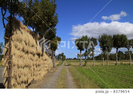 夏井のハサ木 8379654