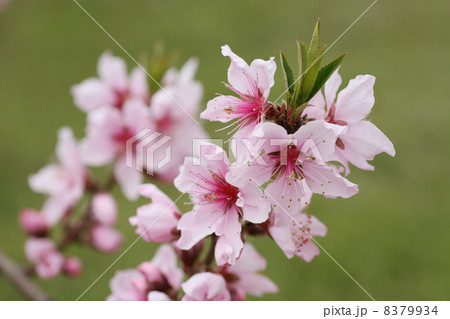 桃の花 8379934