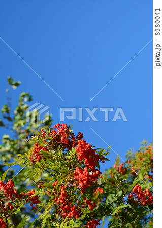 ナナカマドの実 8380041