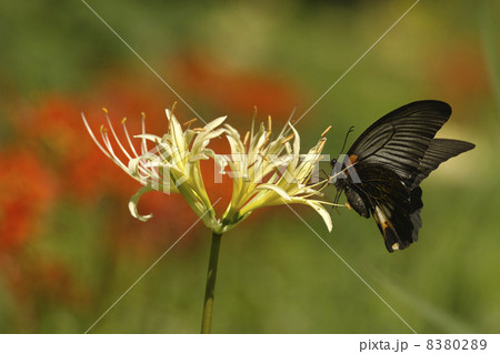 ヒガンバナ-b ヒガンバナ-b 8380289