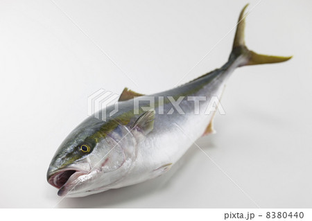 ぶり 8380440