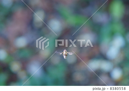 二条扁虻　フタスジヒラタアブと申します。 8380558