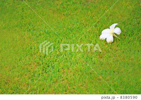フランジパニ ジュプン プルメリア 花 植物 緑 緑の葉 グリーン 芝生 風景 癒し トロピカ の写真素材