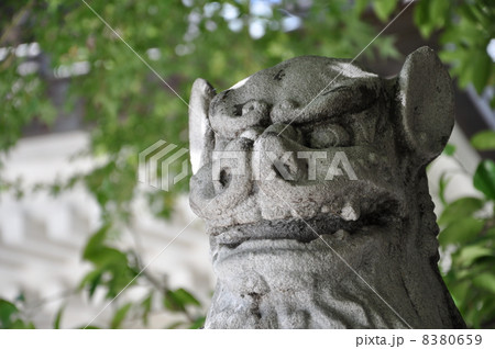 鳥越神社　狛犬 8380659