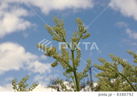 ルバーブの花 ルバーブの花 8380792
