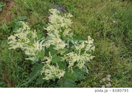 ルバーブの花 ルバーブの花 8380795