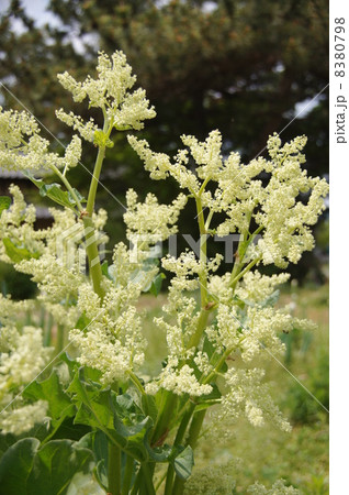 ルバーブの花 ルバーブの花 8380798