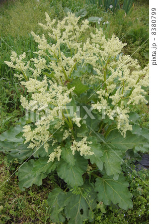ルバーブの花 ルバーブの花 8380799