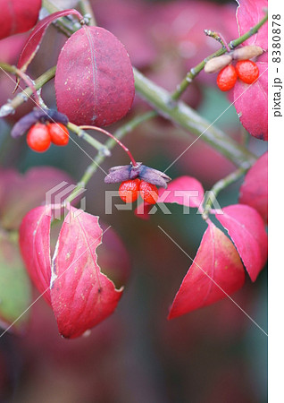 錦木 ニシキギと申します。 実も紅色です。 錦木 ニシキギと申します。 実も紅色です。 8380878