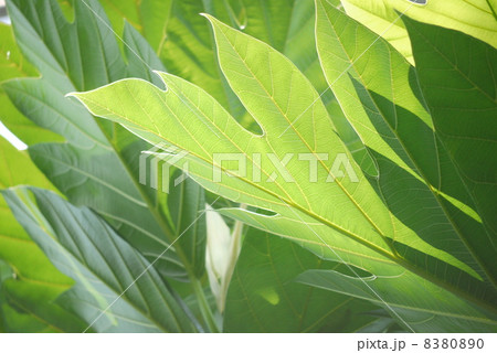 パンノキの葉 パンノキの葉 8380890