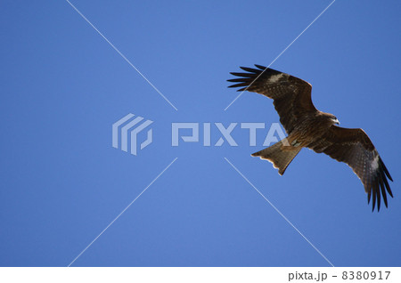 鳶 獲物を発見。 鳶 獲物を発見。 8380917