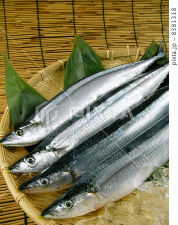 秋刀魚(さんま) 秋刀魚(さんま) 8381318