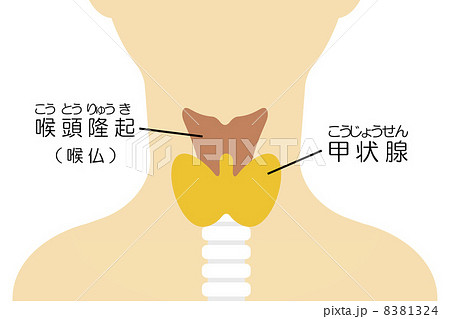 甲状腺のイラスト素材