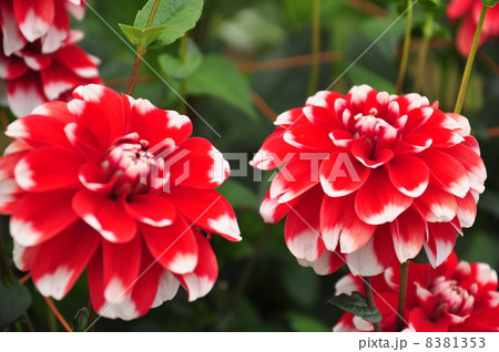 ダリアの花 ダリアの花 8381353