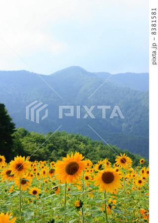 治部坂高原スキー場のひまわり 8381581