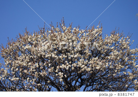 白梅 ほのかに香る。 白梅 ほのかに香る。 8381747