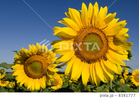 sunflowers 8381777