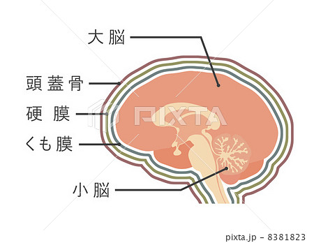 脳の図のイラスト素材 8381823 Pixta