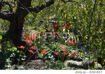 彼岸花咲く大和市常泉寺の境内 8381847