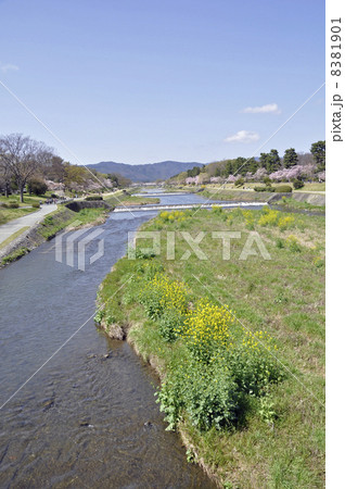 賀茂川 8381901