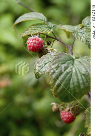 .raspberry .raspberry 8382148