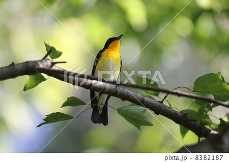 キビタキ キビタキ 8382187