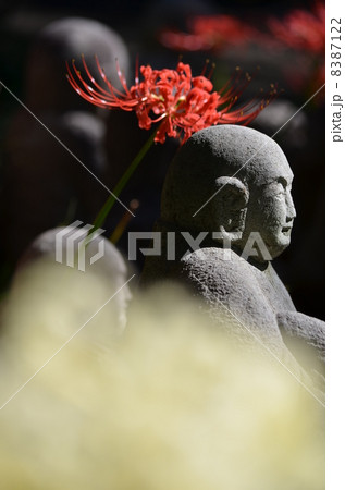 紅白の彼岸花と羅漢像 8387122
