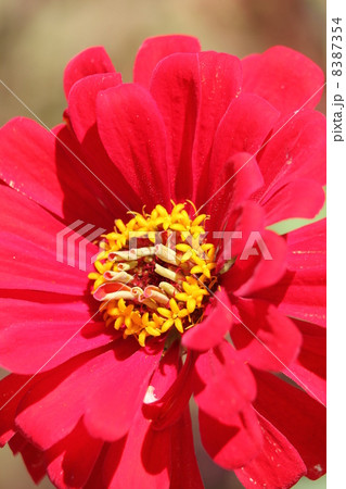 ジニア・エレガンス 8387354