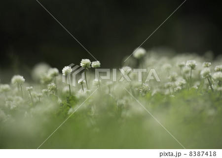 クローバーの花 クローバーの花 8387418