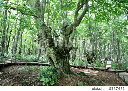 あがりこ大王 あがりこ大王 8387421