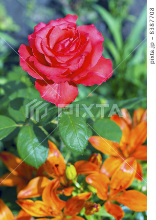 blooming red rose on a background of orange lilies 8387708