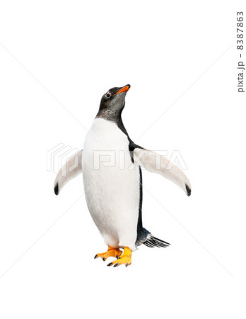 gentoo penguin over white background gentoo penguin over white background 8387863