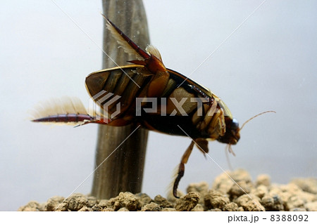 ゲンゴロウ腹部 ゲンゴロウ腹部 8388092