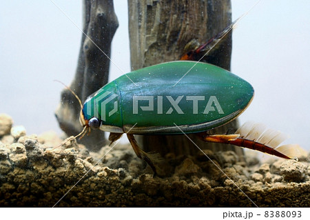 ゲンゴロウ ゲンゴロウ 8388093